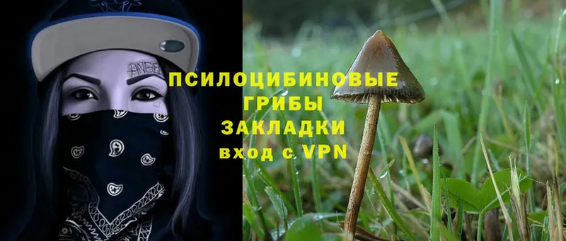 Псилоцибиновые грибы Psilocybe  Алдан 